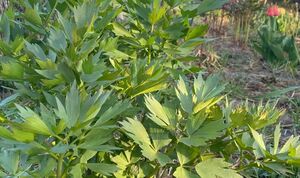 Растение, которое случайно появилось в моем саду… и осталось там навсегда