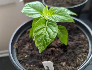 Забытый, но эффективный способ: уже через 2 дня рассада становится крепкой, компактной и с толстым стеблем