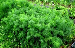 Чем подкормить укроп, чтобы он быстро рос и дал хороший урожай. Делюсь своим опытом