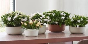 Рождественский кактус будет цвести пышно и долго! Вот что у меня работает безотказно