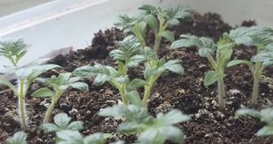 За одну неделю стебли моих томатов стали толще мизинца. Воспользовалась советом агронома