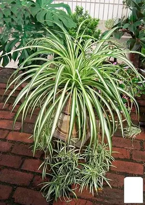 Зеленое сокровище на подоконнике: почему хлорофитум ценнее золота