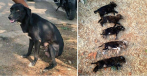 Женщина убила 8 щенков на глазах у собаки в целях воспитания