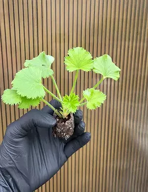 Что не любит герань: жаль, что я узнала об этом только сейчас