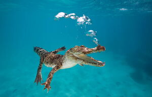 Большой Барьерный риф. Часть 6