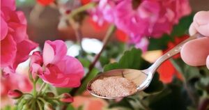 Пышное цветение герани гарантировано! Рассказываю, как вырастить крепкие цветы с помощью простых хитростей.