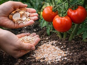 Использование измельчённой яичной скорлупы в саду и огороде: подробное руководство