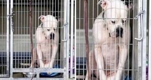 Никто так и не пришёл, чтобы его забрать.