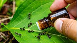 Муравьи разбегутся как ошпаренные: нашла 3 способа, которые всего за сутки избавят весь участок от непрошеных гостей.