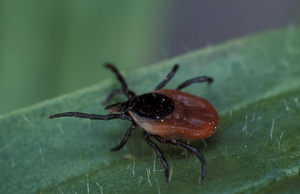 Что можно и нельзя делать при укусе клеща