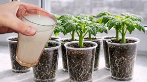 Чтобы рассада не вытягивалась и не болела: как я готовлю почвенную смесь для крепкой и здоровой рассады