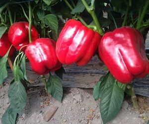 Никогда не сажайте перец без этого приёма! Мы пользуемся им уже 50 лет.