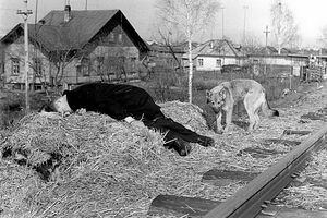 «В мире животных»