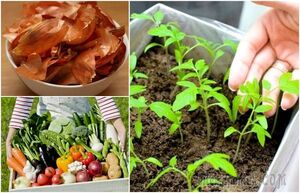 Советы, которые помогут грамотно организовать грядки