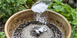 Копеечное средство с кухни, после которого помидоры и огурцы растут буквально как на дрожжах.