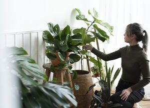 Какие цветы поставить дома, чтобы всегда пахло вкусно