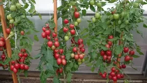 Сажаю томаты по новой методике от профи. 3 лёгких правила помогут увеличить урожай в теплице на 50%. 