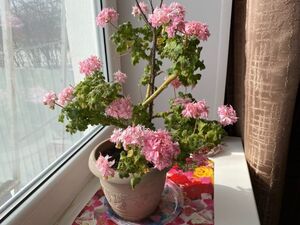 Удобрение, которое заставляет герань разрастаться и чудесно цвести