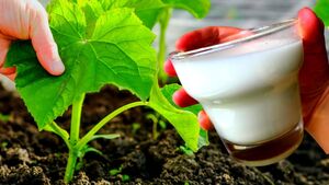 У меня огурцы никогда не болеют! Уже больше 20 лет использую это средство — результат действительно впечатляет