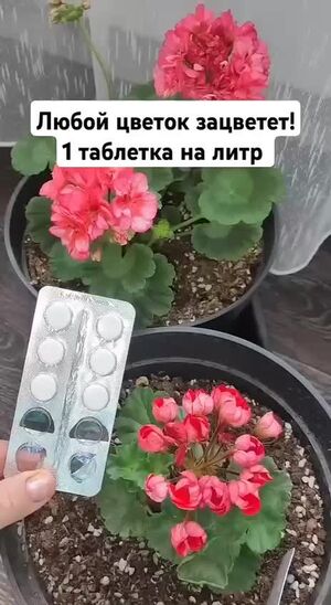 Разбудите герань одной таблеткой: добавьте её под любой комнатный цветок — и даже слабое растение оживёт и начнёт пышно цвести!
