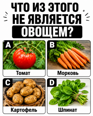 Сможешь ли ты ответить на эти каверзные вопросы?