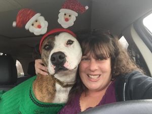 Собака из приюта помогает другим животным получить подарки на Рождество.