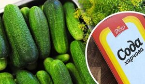 Растения, которым пищевая сода пойдёт на пользу