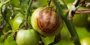 Ошибка, из-за которой начинают гнить томаты. Как спасти урожай и не потерять плоды 