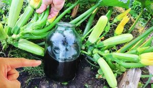 Урожай собираю до октября: чем подкормить кабачки, чтобы они хорошо плодоносили до самой осени