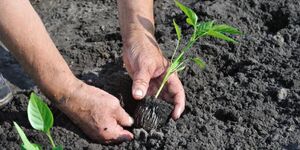 Почему перец плохо растёт? Три года мучилась, пока не помогла одна простая мелочь