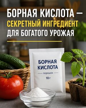 Дедовский способ выращивания томатов: простой рецепт, который помогает получить крепкие кусты и богатый урожай