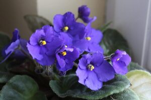 Правильный уход за фиалками