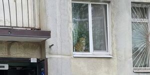 «Ваш кот смотрит на меня с осуждением», — заявила соседка. 