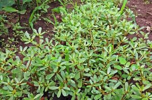 Портулак огородный (Portulaca oleracea): настоящий суперфуд с грядки — полезные свойства, применение и места произрастания