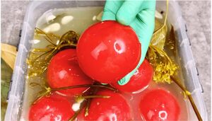 Вкусные квашеные помидоры на зиму «как из бочки»: старый и проверенный бабушкин рецепт 