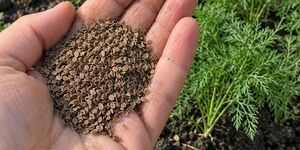 Укроп под зиму: когда сеять, чтобы весной собрать первую зелень раньше соседей