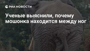 У кого самые большие яйца?