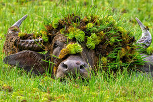 Объявлены финалисты Nikon Comedy Wildlife Awards