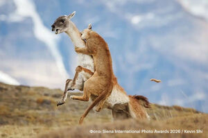 Победители фотоконкурса Siena International Photo Awards 2026 