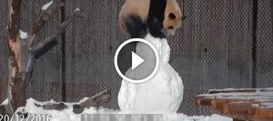 Этой панде построили огромного снеговика. Но того, что она с ним сделала — никто не ожидал!