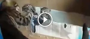 Замечательный разговор бенгальской мамы-кошки со своими котятами