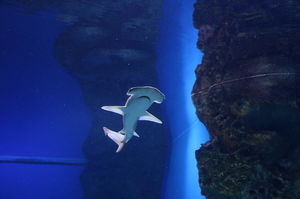 В Новосибирский дельфинарий привезли акулу-молот