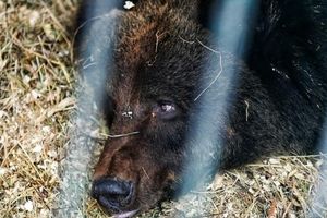 Жестокость человеческая: медведя раздавили «Уралами»