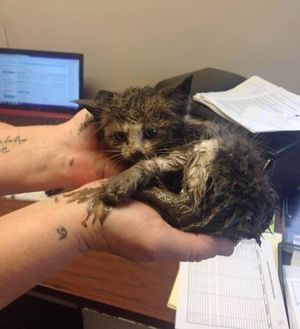 Маленького замерзшего котенка нашли в грязи за грудой металлолома