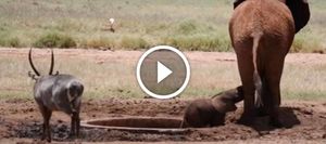 Крохотный слоненок упал в колодец и даже мама-слон не могла ему помочь
