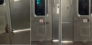 Крыса из метро Нью-Йорка «станцевала» на шесте