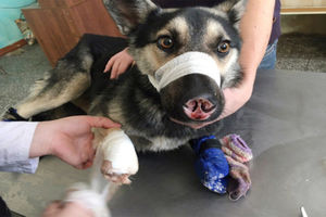 Восстановление собаки, после того, как какой-то псих отрезал ей нос и лапы