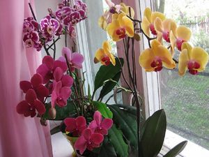 Всё, что нужно знать о цветении орхидей: секреты правильного ухода!