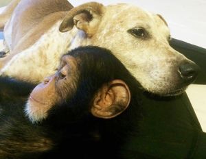 Одиноким шимпанзе, потерявшим семьи, комфорт создает собака