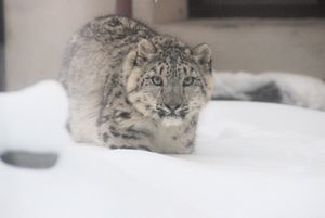 В Нижегородский зоопарк привезли самку снежного барса